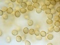 Spores of a slime mold. Microscopy Royalty Free Stock Photo