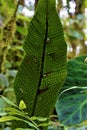 Spores under a fern leaf spotted in Las Quebradas Royalty Free Stock Photo