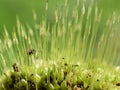 Spores of windblown moss dicranum