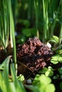 Gyromitra esculenta fruiting body Royalty Free Stock Photo