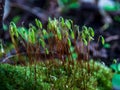 Sporophyte Calyptra microscopic  moss from the commune of Polytrichum. Floral macro background macro Royalty Free Stock Photo