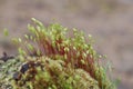 Sporophyte of Capillary Thread-moss (Bryum capillare).