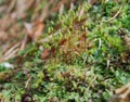 Sporophyte of Capillary Thread-moss (Bryum capillare).