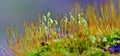 Sporophytes of moss Ptychostomum capillare, Bryum capillare, Moss Royalty Free Stock Photo