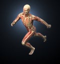 Sport anatomy - runner