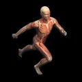 Sport anatomy - runner