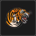 Sport club emblem with tiger.  Print design fot t-shirt. Royalty Free Stock Photo