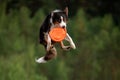 Sport with a dog. Border Collie catches the disc. Active lifestyle, health