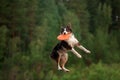 Sport with a dog. Border Collie catches the disc. Active lifestyle, health