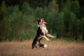 Sport with a dog. Border Collie catches the disc. Active lifestyle, health