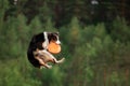 Sport with a dog. Border Collie catches the disc. Active lifestyle, health