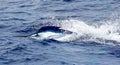 Big marlin fish breaching out of the water. Sport-fishing