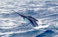 Big marlin fish breaching out of the water. Sport-fishing Royalty Free Stock Photo