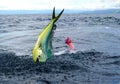 Big jump from a mahi mahi or Dolphin fish, sportfiahing in Costa Rica Royalty Free Stock Photo