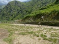 Sport ground with goats