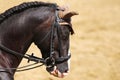 Sport horse close up under old leather saddle on dressage competition. Equestrian sport background. Royalty Free Stock Photo