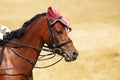 Sport horse close up under old leather saddle on dressage competition. Equestrian sport background Royalty Free Stock Photo