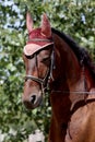 Sport horse close up under old leather saddle on dressage competition. Equestrian sport background Royalty Free Stock Photo