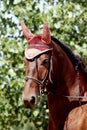 Sport horse close up under old leather saddle on dressage competition. Equestrian sport background Royalty Free Stock Photo