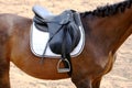 Sport horse close up under old leather saddle on dressage competition. Equestrian sport background. Royalty Free Stock Photo