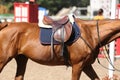 Sport horse close up under old leather saddle on dressage competition. Equestrian sport background. Royalty Free Stock Photo