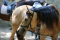 Head shot close up of a beautiful young sport horse during compe