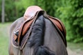 Close up of a port horse during competition under saddle outdoors Royalty Free Stock Photo