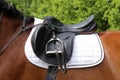 Close up of a port horse during competition under saddle outdoors