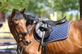 Close up of a port horse during competition under saddle outdoors