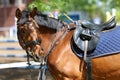 Close up of a port horse during competition under saddle outdoors