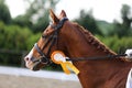 Head shot closeup of a dressage horse during competition event Royalty Free Stock Photo