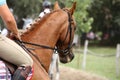 Sport horse runs during competition under saddle outdoors Royalty Free Stock Photo