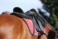 Sport horse close up under old leather saddle on dressage competition. Equestrian sport background. Royalty Free Stock Photo