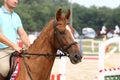 Sport horse standing during competition under saddle outdoors Royalty Free Stock Photo