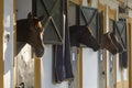 Sport horses resting on their boxes during sunset