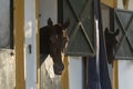 Sport horses resting on their boxes during sunset