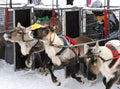 Sport racing activity in Lapland the deer running competition league