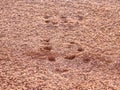 Sport shoe footprint on a tennis clay court. Dry light red surface Royalty Free Stock Photo