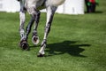 Sport Show Jumping Horse Galloping on Grass Arena Leg Closeup