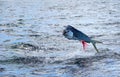 Mahi mahi or Dolphin fish jumping, hooked to a red lure Royalty Free Stock Photo
