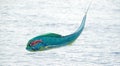Mahi mahi or Dolphin fish jumping, hooked to a red lure Royalty Free Stock Photo