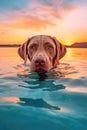 A Sporting Group dog is swimming in the lake at sunset Royalty Free Stock Photo