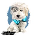 Sporting Lucas Terrier breed of dog of terrier type isolated on white. Digital art. Animal watercolor portrait closeup isolated