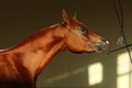 Arabian race horse with classic bridle in dark stable Royalty Free Stock Photo