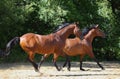 Two horses running along the forest road Royalty Free Stock Photo