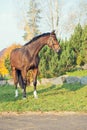 Sportive warmblood horse posing in nice place