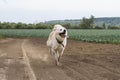 Sports beautiful Japanese Akita Inu the dog runs very fast across the field with his tongue hanging out.