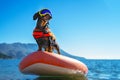Sports dachshund dog in specialized sunglasses for pets with polarizing lenses and life jacket is using stiffest durable Royalty Free Stock Photo