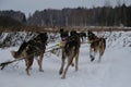 Sports dogs of mixed breed. Kennel of northern sled dogs. Team Alaskan huskies quickly runs forward and pulls sled