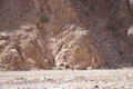 Woman rider on a horse in the vicinity of Malakot Mountain Oasis, Dahab, South Sinai Governorate, Egypt